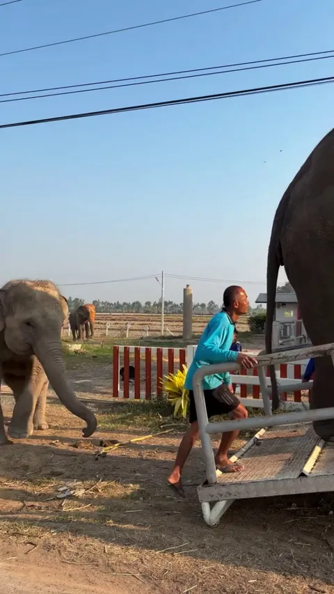Elephant be like : Buddy where are you going, get back here.
