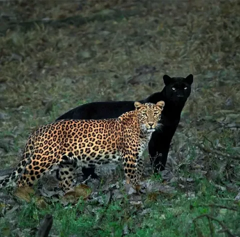 Two different leopards- nature’s perfect contrast