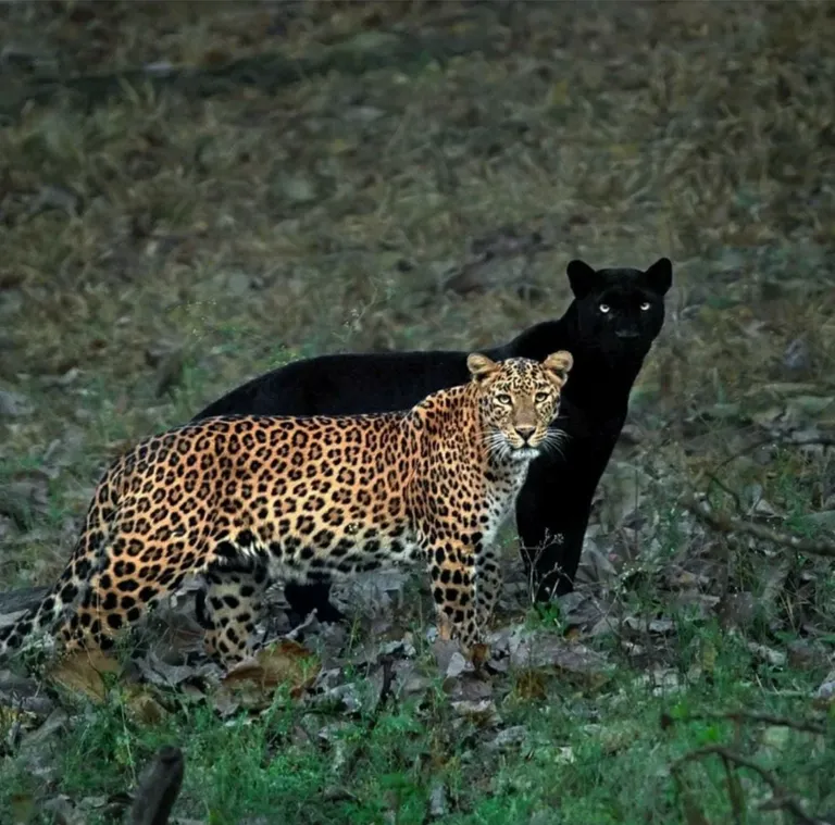 Two different leopards- nature’s perfect contrast