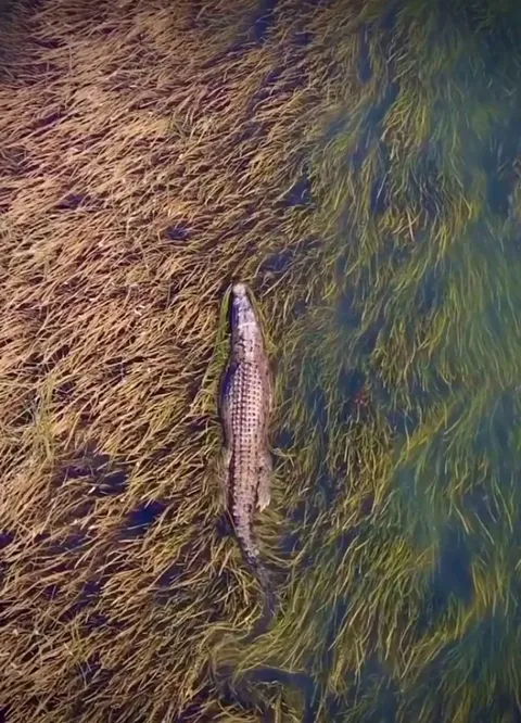 🔥 How this croc glides through the water and grasses. 🐊 