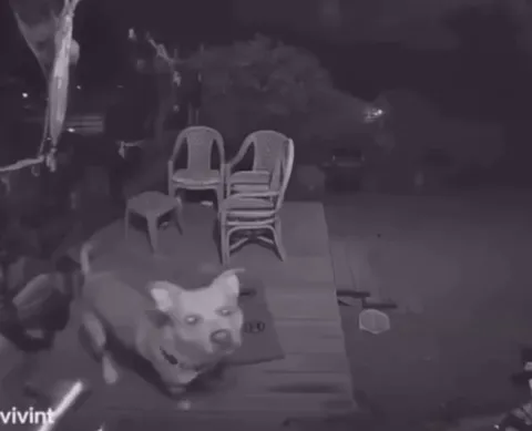 Dog goes missing day before to show up 22 hours later at 4am.