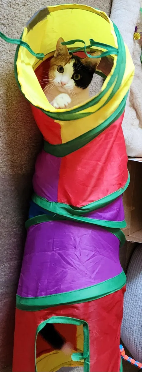 Introducing Baby Jessica