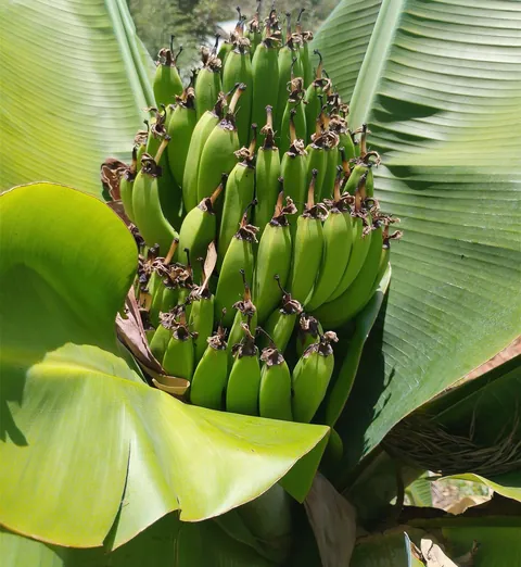 my first ever banana has been blossoming right under my nose.