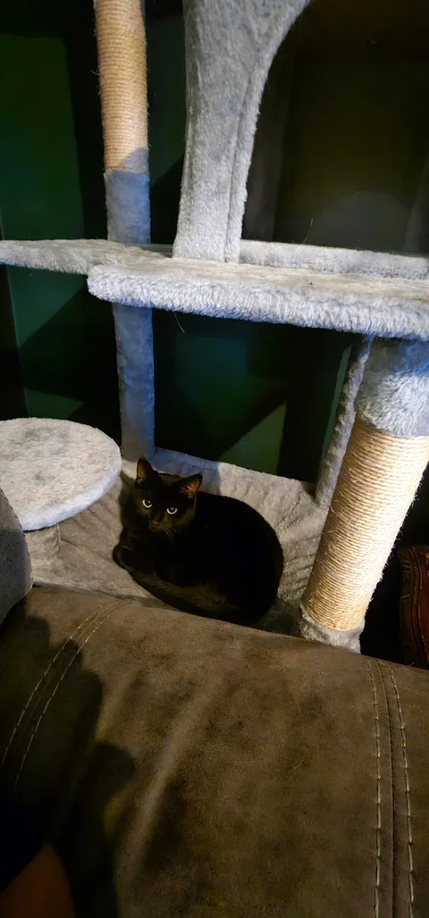 I tucked my cat tree next fo my sofa and now this is my view