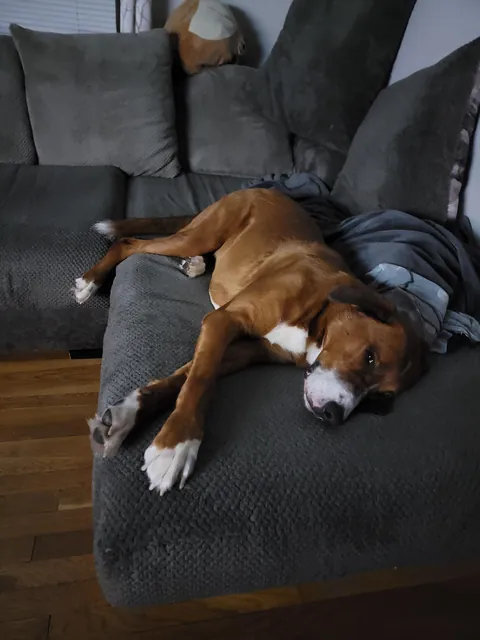 Koda, 50 BMD, 20 Pitt, 10 Shepherd, 10 Lab, 8 great Pyrenees. Sweetest dog I ever owned.