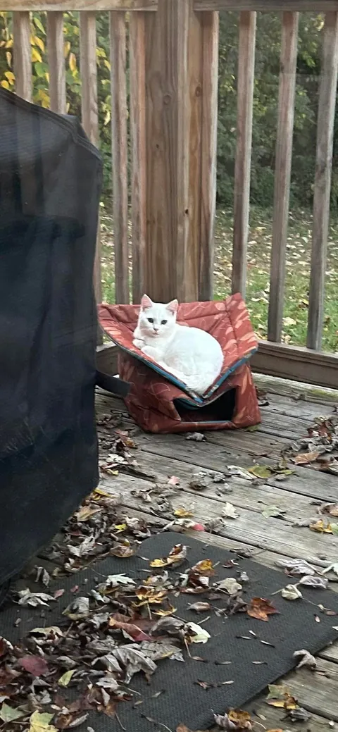 My feral baby Falkor using her new outside house. 😂