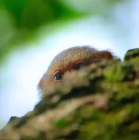 How gently this marmoset touches a giant katydid