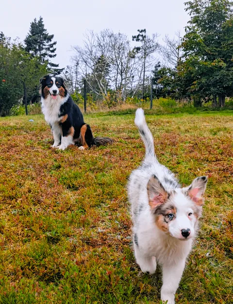 Chaotic duo derping in stereo