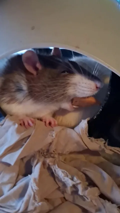 Little Kyllikki was sleepy but there was a biscuit