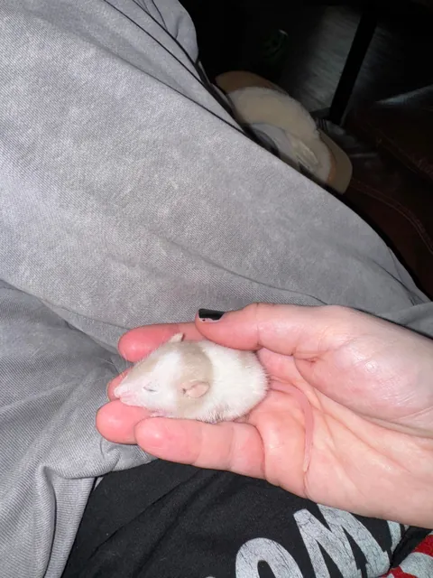 Our new unintentional baby