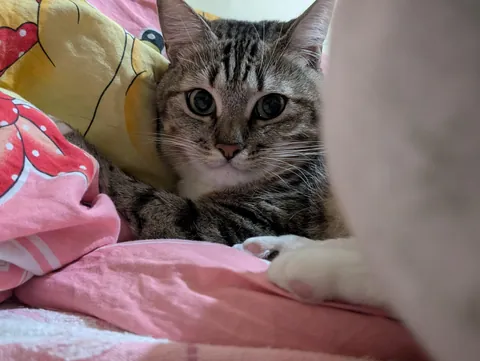 Hello reddit, meet my cat Seva, he is a very sweet and affectionate cat and he REALLY loves play❤️