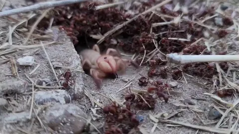 Solifugae ravages an ant colony and builds a wall of carapaces
