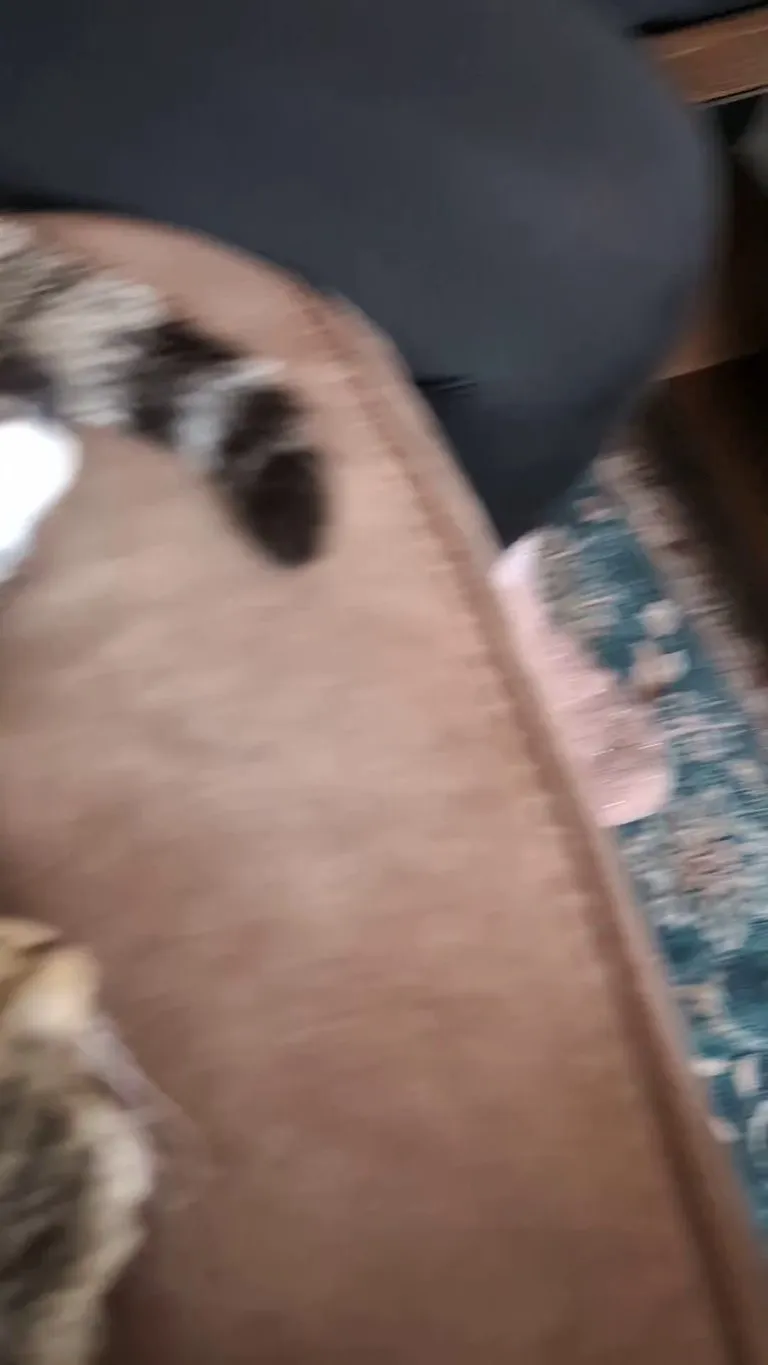 My wife and I adopted this cuddly beauty yesterday, I'm already in love