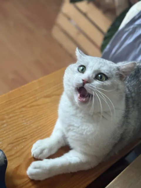 The shelter said he was a chill little man…