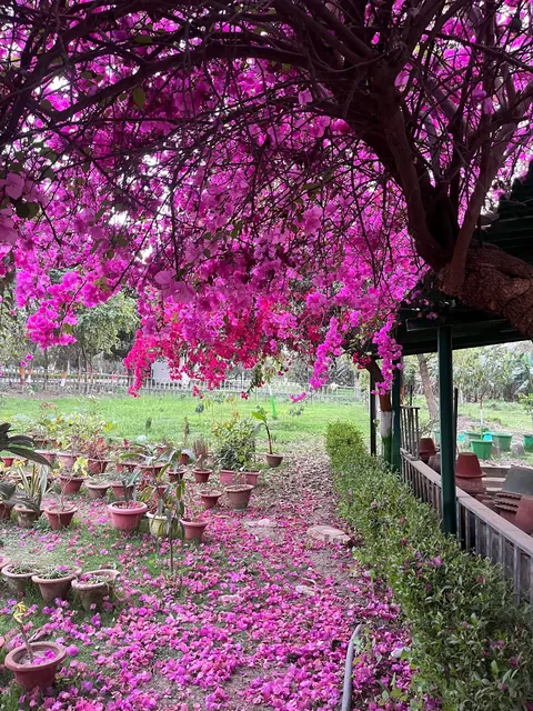 The beautiful bougainvillea tree that adorns our garden 🩷