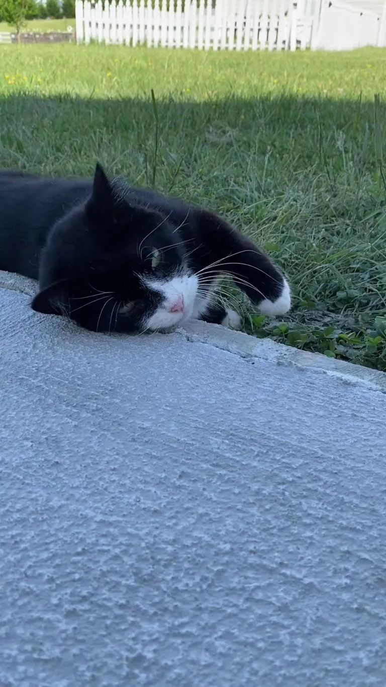 Boots approves our new concrete porch area