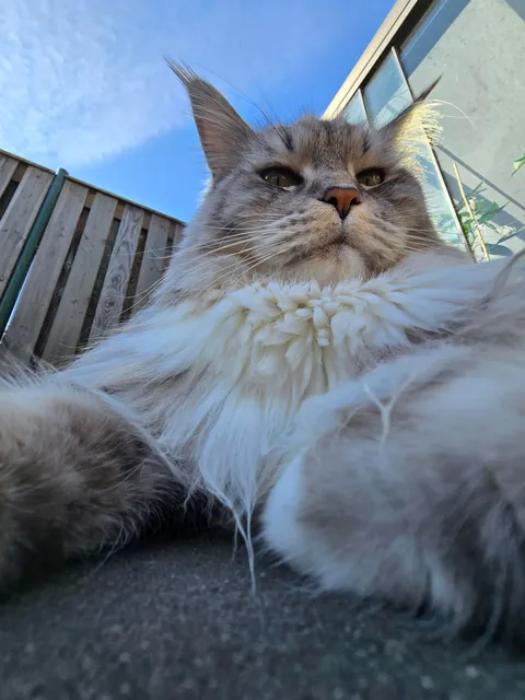 Is it okay to only send these types of pictures if you catsit?