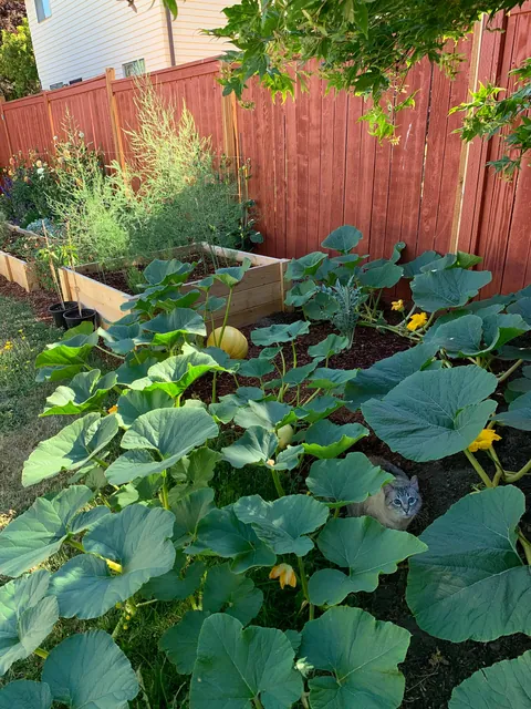 When the Airbnb say there’s a garden side pool and you show up to this