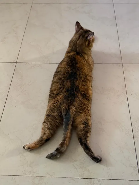 my gf has a cat and from time to time her cat lays on the floor like this, is it normal😂😂?