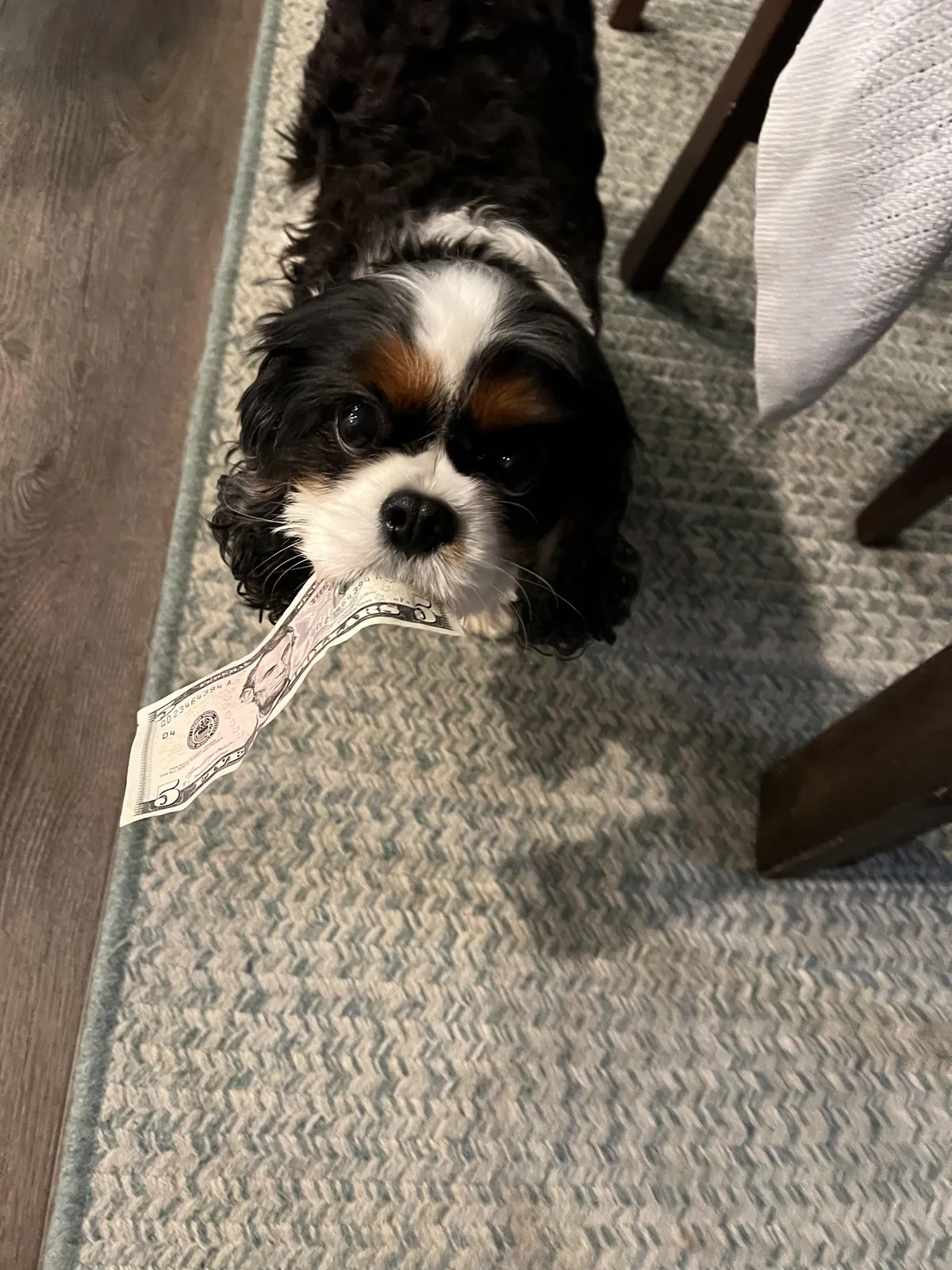 Went over to my girlfriend’s house. Her dog had a gift for me