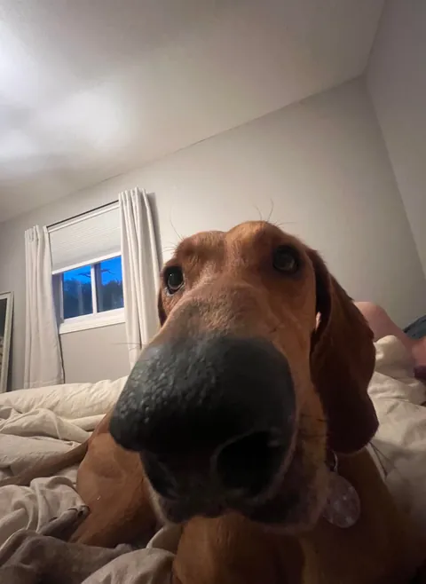 Boop the Bambi 👆🏻