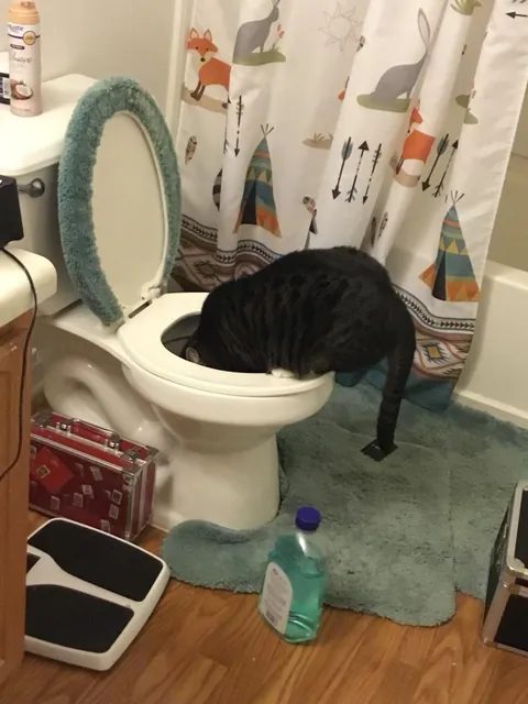 Today is Artemis’ 11th birthday!!