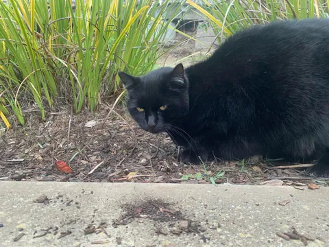 Is this cat pregnant or just fluffy?
