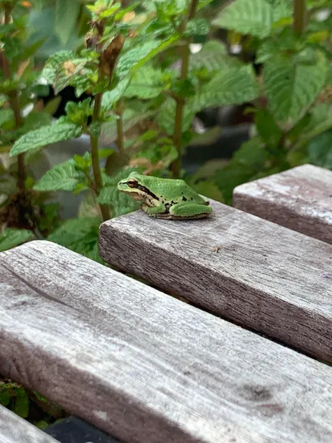 These silly guys have been a highlight of my summer 🐸