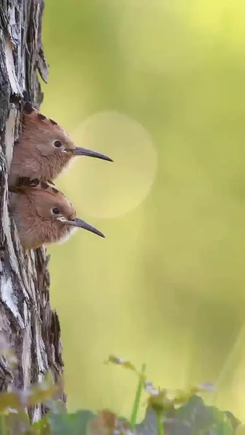 🔥 Hoepoe feeding its young