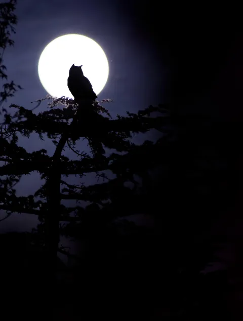 A photo I took of an owl with the moon! Not photoshopped