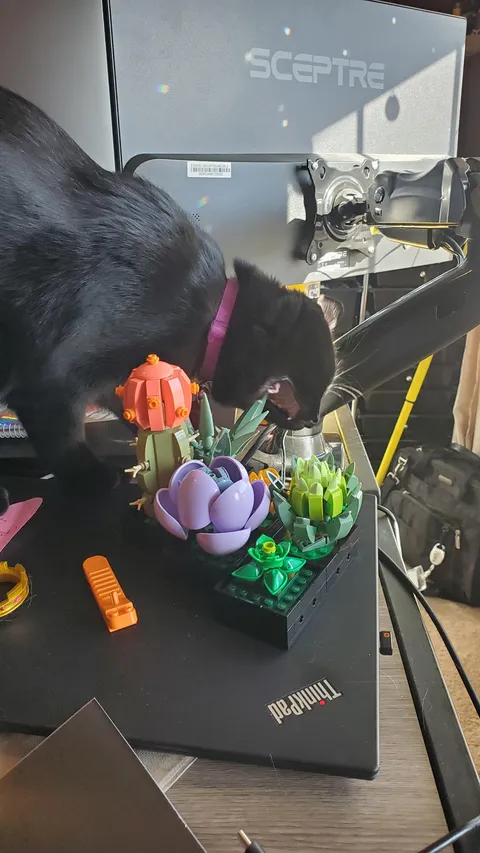 Luna eats my live succulents so I got Lego ones. I can't have nice things.