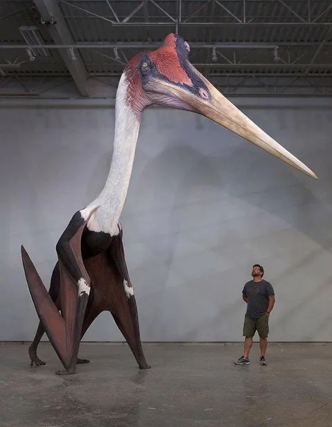 The Quetzalcoatlus Northropi next to a 1.8m man. The largest known flying animal to have existed.