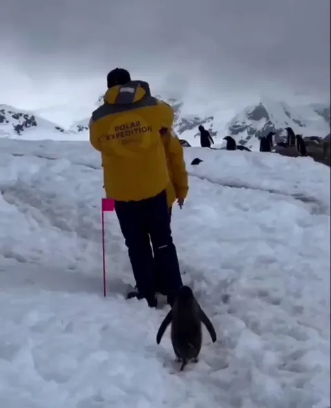A penguin patiently waiting for people to get out of the way;