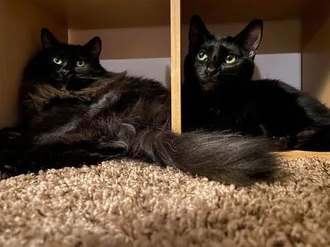 Went to Petsmart to get a fish, walked out with two voids instead