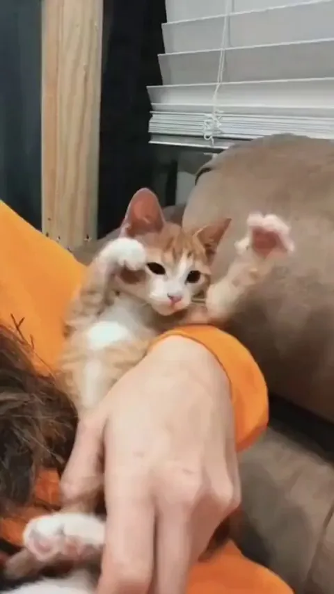 The biscuit factory is getting wild