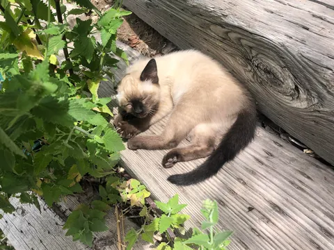 You got any one eyed cat pics to help with the pain?