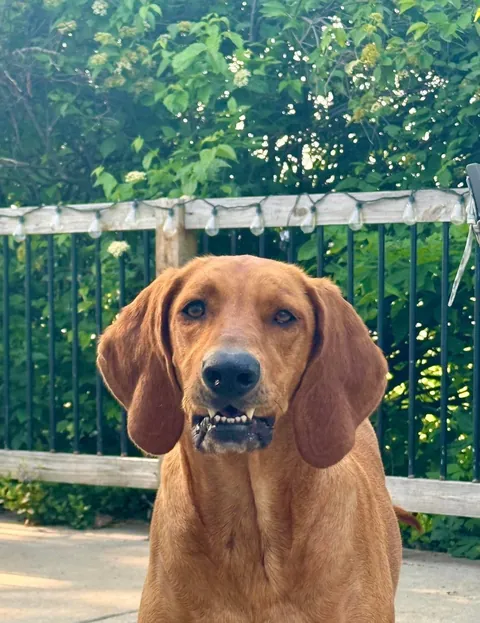 Bambi is getting so much love on her mystery 100% plott hound post so I’d thought I’d share a little more🥰