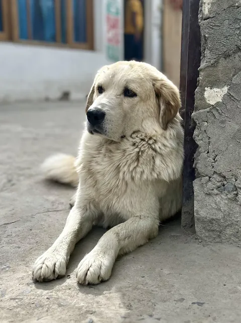 Sir pupper of the highest order