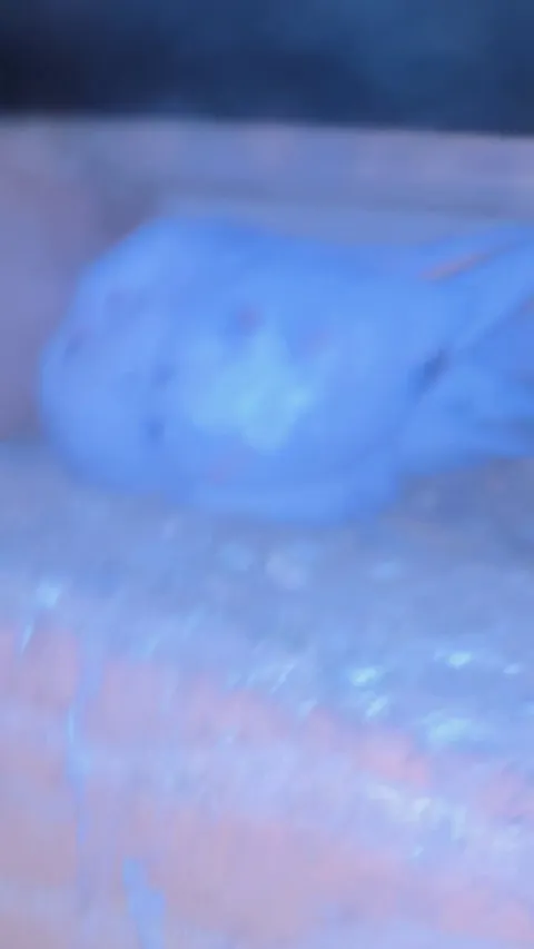 My derp pigeon hatched baby chickens! Not baby pigeons. She hatched my chickens eggs!