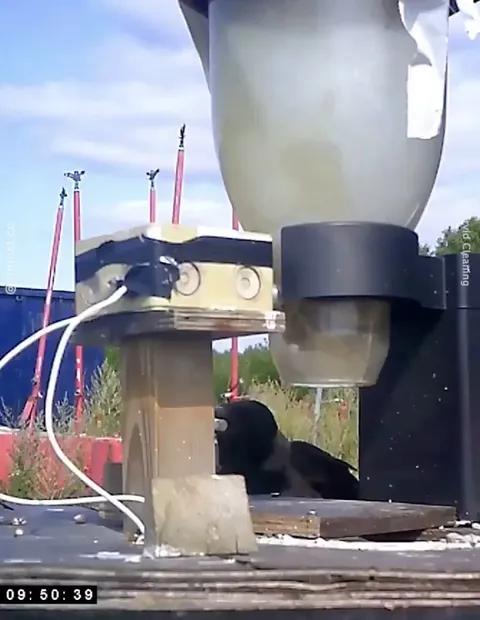 A pilot program in Sweden trained wild crows to drop cigarette butts into a machine in exchange for food. Run by startup Corvid Cleaning, it aimed to cut litter clean-up costs by up to 75%, but hasn’t moved beyond the 2022 pilot stage