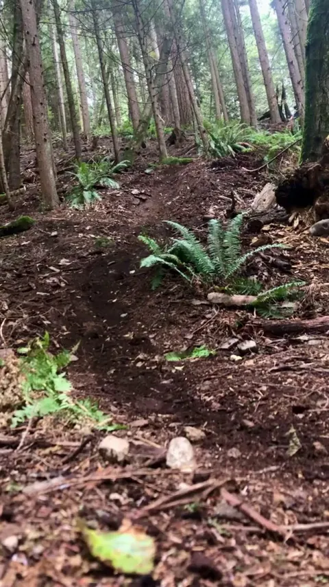 A Cyclist Filming Himself In The Forest