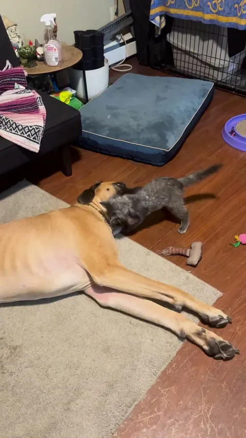 Tiny kitten and Great Dane (OC)