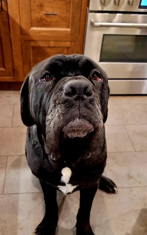 Our sweet boy Ludo isn't even 2 years old and already grey 