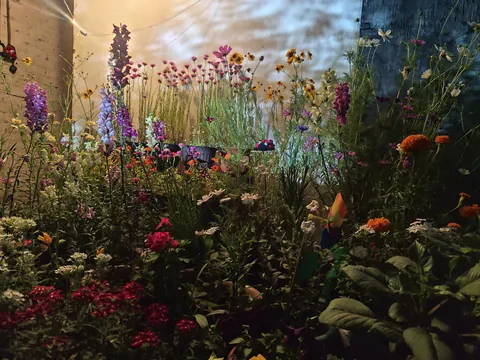 From seeds to these, here's my winter garden my terrace garden