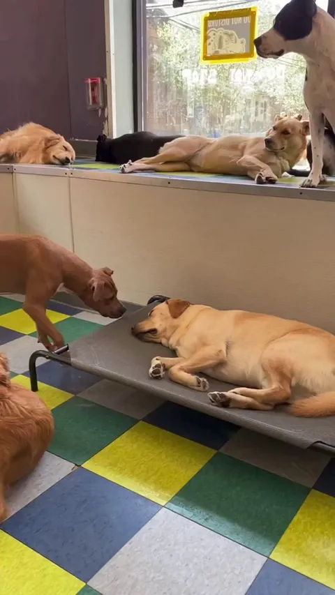 Checking in on their sleepy bro 