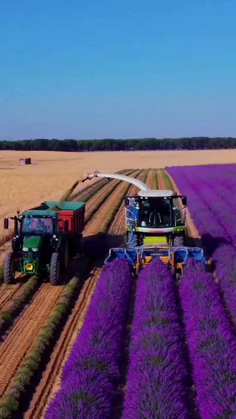 Colorful lavender harvesting in France