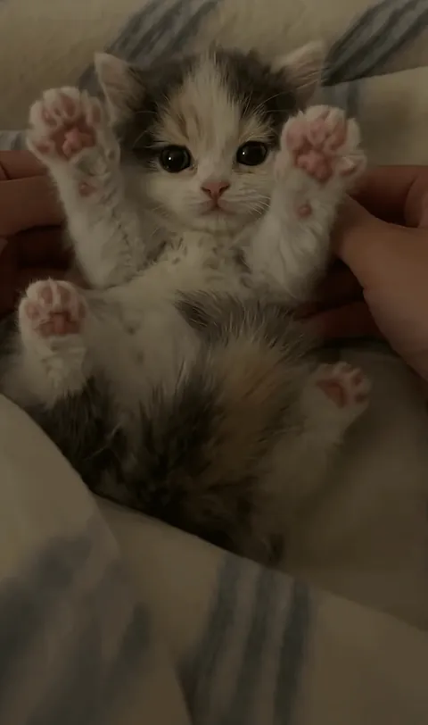 Too cute to be legal 😌🐾