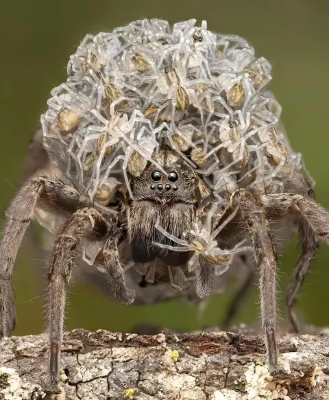 🔥Wolf Spider Mom with Young
