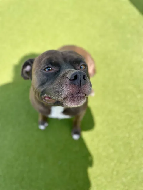 Jean-Luc prevented a home invasion! Give him all the treats now plz