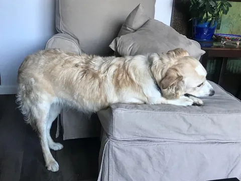 This is Luna, my soul dog🥰  From 1 week to 7.5 years old—she’s a sweet and complicated girl and I love her! ❤️